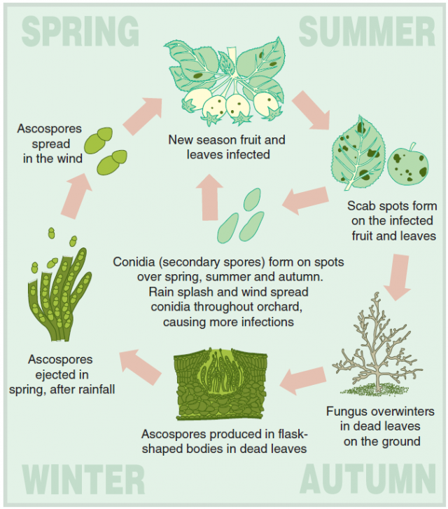 Managing Apple Scab In Western Australia Agriculture And Food